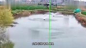 河南一农田无人机喷药疑致塘鱼死亡，当地回应：或为操作失误