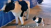 狗：跟牛撞衫了！牛：咱俩可能是同父异母的亲兄弟！