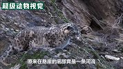 岩羊被雪豹抓住，却因不甘心，要和雪豹同归于尽