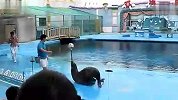 旅游-海狮顶球表演