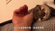 第一次听水獭撒娇的声音，这谁受得了啊？