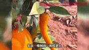 果园惊喜发现辣椒形脐橙，当事人：之前曾见过南瓜形状的脐橙