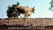 你见过“牛上房，车上树”吗？老牛爬上房顶看风景，吓坏主人！