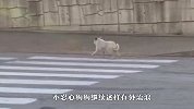流浪狗不分日夜在马路上闲逛，真相令人心疼，看完泪目了