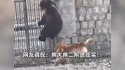 俩熊误入牧民家被狗驱赶，一只爬墙逃跑，一只慌得不行急到跺脚