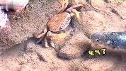 螃蟹,我忍你很久了！别得寸进尺！