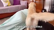 看到主人睡地板，金毛立刻叼来自己的狗窝，下一秒笑翻了