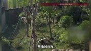 成都大熊猫基地有员工吸烟，工作人员回应：临时工，已对所有用工单位培训