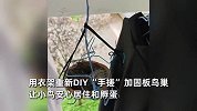 男生裤衩里发现鸟蛋，怕毕业影响孵化手搓鸟巢：北红尾鸲，已孵化