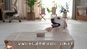主人吩咐狗狗看着食物，汪星人能忍住不吃吗？结局笑爆了