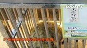 广州有人食考拉 1680一只