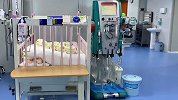 父母带娃采板栗遇胡蜂袭击 3人蜇伤近200处 爸爸仍在ICU