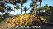 你真的了解椰子水吗？凉性还是热性，一文带你揭秘！