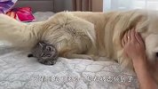 这金毛也太懂事了吧？帮主人照顾猫咪，画面萌翻了
