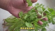吃“香菜”有何益处？中医角度-或能助力缓解六大问题，值得收藏