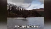 游客拍下罕见一幕，驼鹿过河施展“轻功水上漂”，快速超越船只！