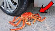 老外开车碾压大闸蟹，海王看了结果，气得举起手中的叉子！