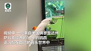 沉迷音乐无法自拔！凤头鹦鹉用嘴弹钢琴走红 网友：堪称才华横溢
