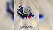 猫咪-这才叫“高端操作”！