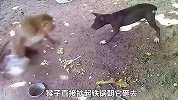 猴子作死挑衅黑狗，手段之恶心简直令人发指，黑狗被气得直咬牙