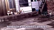 夫妻左右混合双打！狗狗“教训”独生狗儿子，网友：太真实了