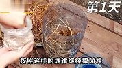平菇在家也可以自己种，稻草也能变废为宝，看完后你心动了吗？