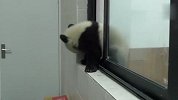 调皮熊猫越狱，结果被逮个现行，接下来忍住别笑