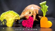 巨龟吃着小弟们送的美味，不亦乐哉