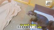 戏精主人装死测试宠物水獭，水獭的反应亮了！