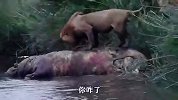 雄狮吃河马肉，突然“黑影”猛蹿而出，秒被“开膛破肚”！