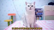 偏心的主人不给猫咪吃零食，太委屈了