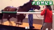马儿究竟多能跑多快，老外将马放在跑步机上进行测试，结果太惊人