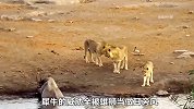 三头雄狮联手围攻落水犀牛，本以为捡到便宜，不料却反倒救了犀牛