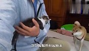 猫咪躲在主人怀里，柴犬看后吃醋了：你给我下来！