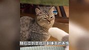 闻到同伴奇臭的脚，小猫咪瞬间失去表情管理，网友：隔着屏幕都闻到味了