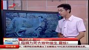 母狮为死去猎物接生 震惊！