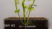 玻璃鱼缸，装上土，埋一个花生，1天到90天，都发生了什么？