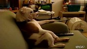 [搞笑]英國鬥牛犬坐在沙發