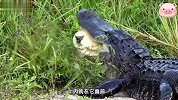 鳄鱼太较真了，今天非要把这乌龟壳给咬碎，不达目的誓不罢休