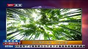 四川南充打造“万亩竹海”