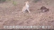 角马妈妈看着孩子被花豹咬断颈椎_心痛的角马妈妈直接跪在地上！