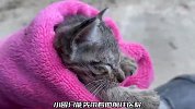 小奶猫前几天还有妈妈照顾，如今却奄奄一息的，真相让人难以置信