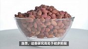 花生，是使癌细胞扩散的“催化剂”吗？研究结果来了！