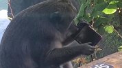 宠物解说：这些猴子的行为，让人类非常讨厌？