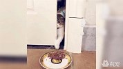 几只蠢猫为一口猫粮挤破头！