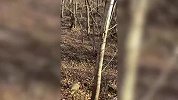 男子驾车下班途中偶遇东北豹林间漫步：见到很意外，拍完很后怕