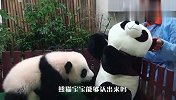 熊猫宝宝看到比自己还大的“熊猫”，一下扑了过去，下一秒别笑！