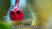 山魈-带你了解世界上最大的猴儿