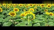 旅游-葵花盛开的季节