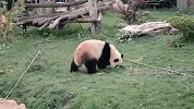 现实版功夫熊猫！网友千万别让外国人看到